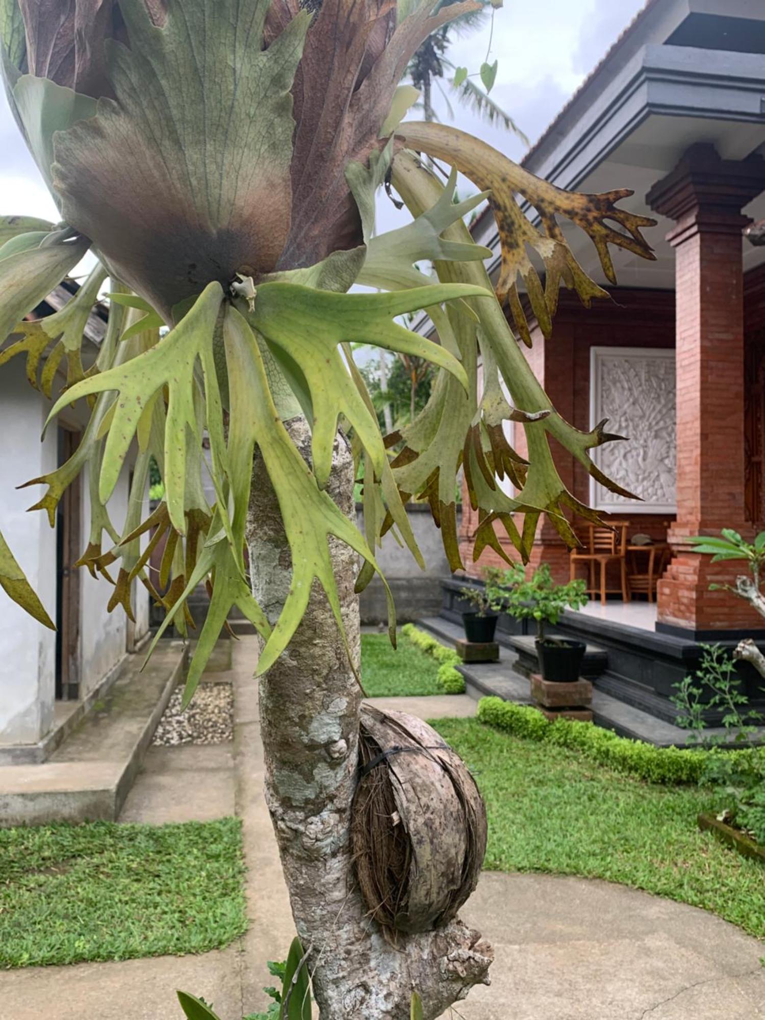 Homestay Made Misi *